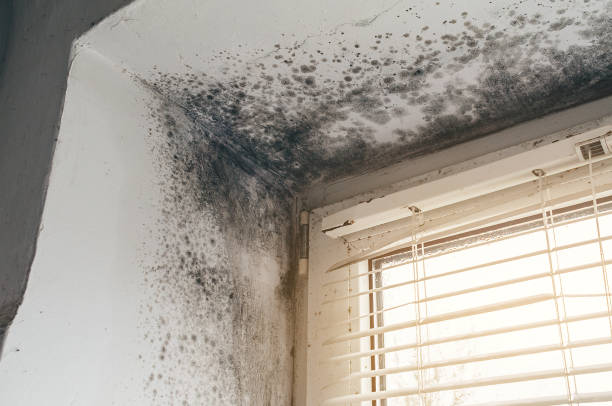 Affordable Mold Remediation solutions in Woodville, VA